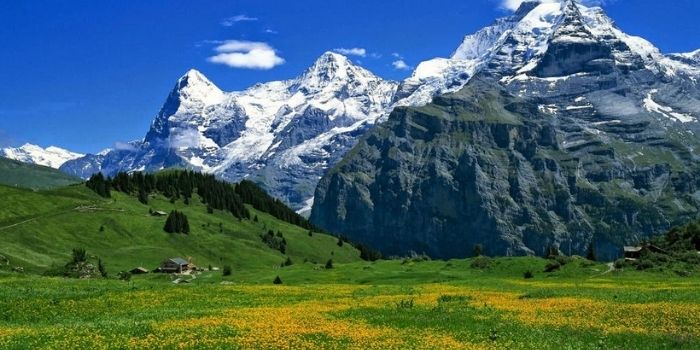 Qilian Mountain Grassland	